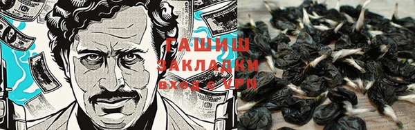 стаф Алзамай